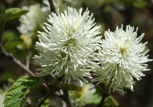 Fothergilla