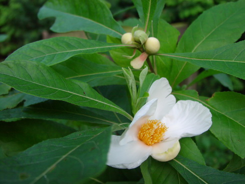 Franklinia