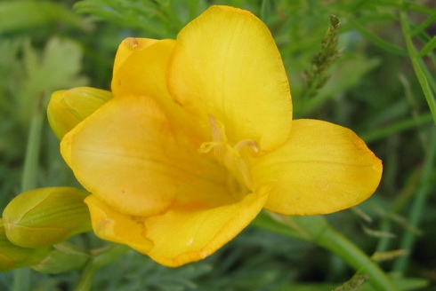 Freesia Flower