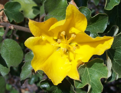 Fremontodendron