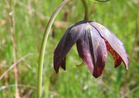 Fritillaria Flower