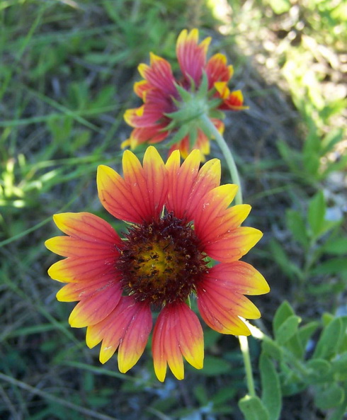 Gaillardia Flower