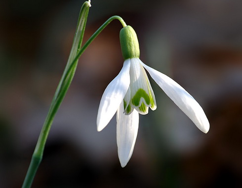 Galanthus Flower