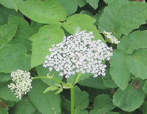 Galega officinalis