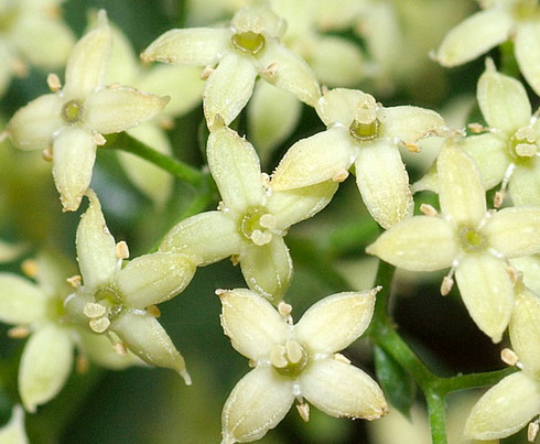 Galium Flowers