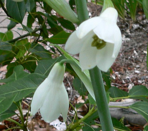 Galtonia Flower