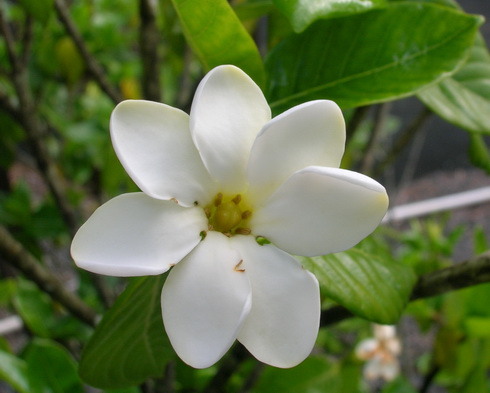 Gardenia Flower