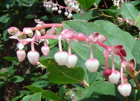 Gaultheria