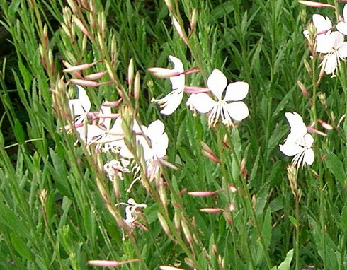 Gaura