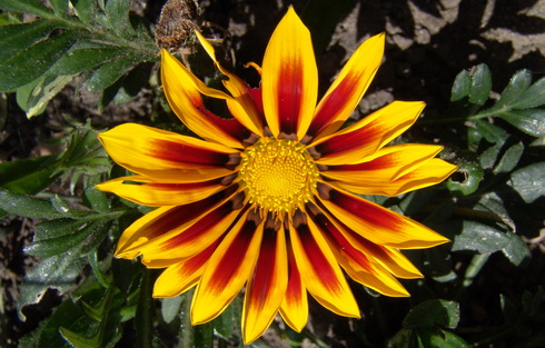 Gazania