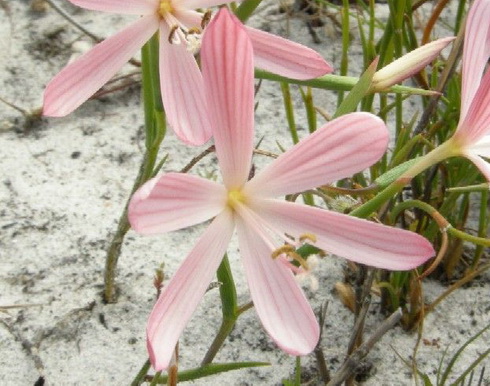 Geissorhiza