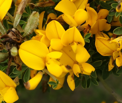 Genista Flowers