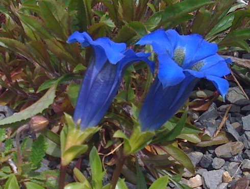 Gentiana Flower