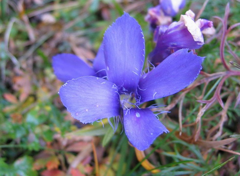 Gentianopsis Flower