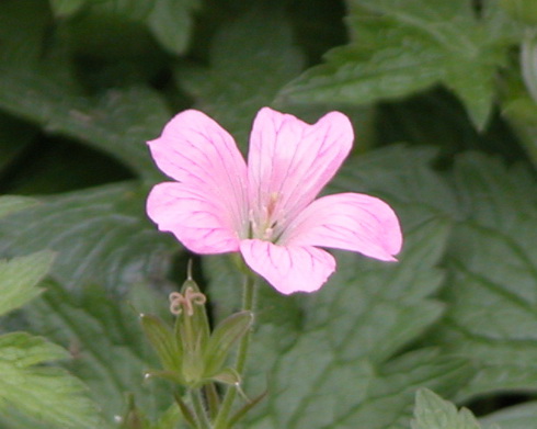 Geranium Flower