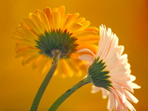 Gerbera Flower