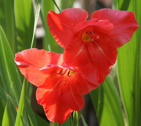 Gladiolus Flower