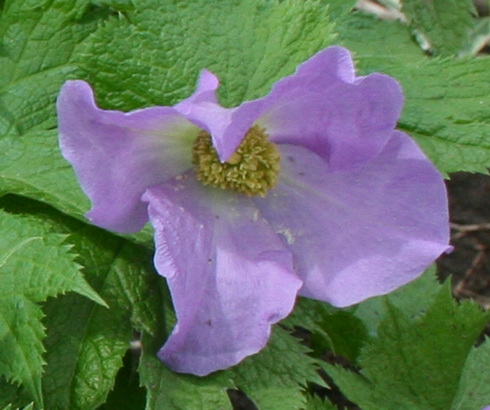 Glaucidium Flower