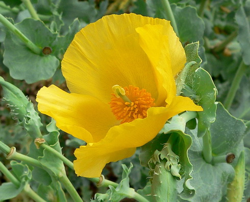  Glaucium flower