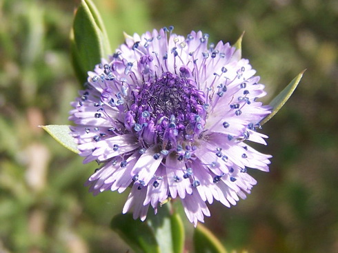 Globularia