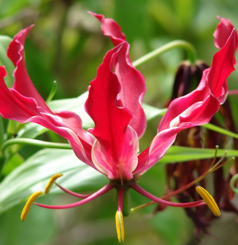 Gloriosa