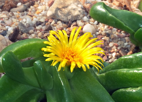 Glottiphyllum Flower