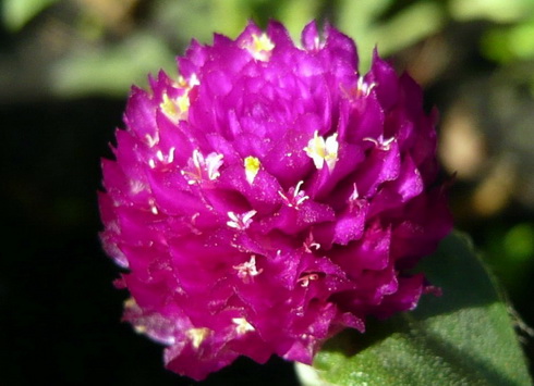 Gomphrena