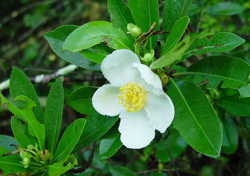 Gordonia Flower
