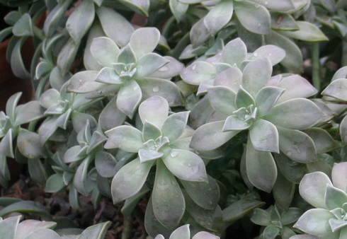 Graptopetalum