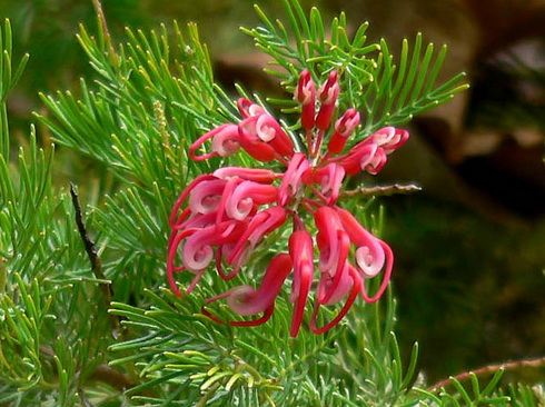 Grevillea