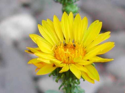 Grindelia