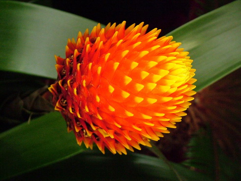 Guzmania