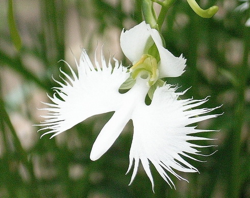 Habenaria