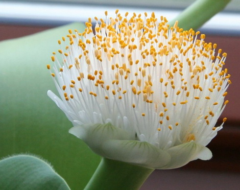 Haemanthus