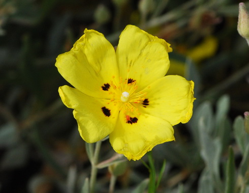 Halimium Flower