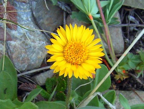 Haplopappus Flower