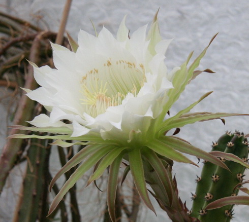 Harrisia Flower