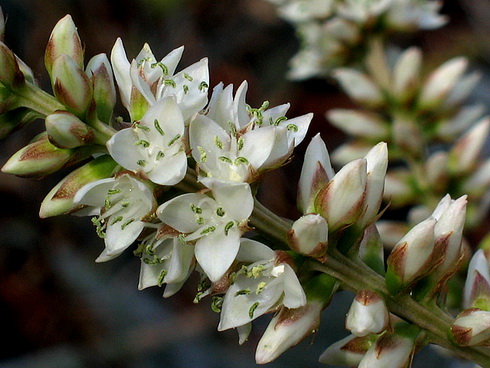 Hechtia