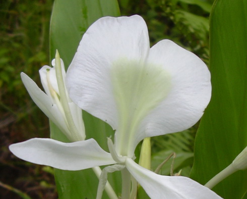 Hedychium Flower