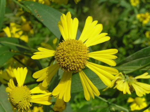 Helenium