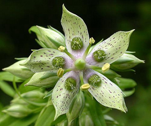 Flowers of Monocots