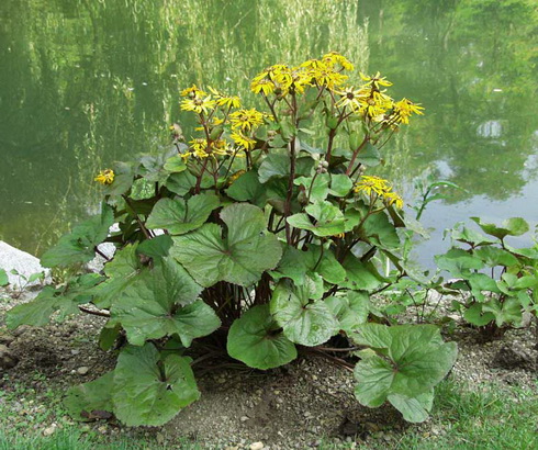 Ligularia dentata