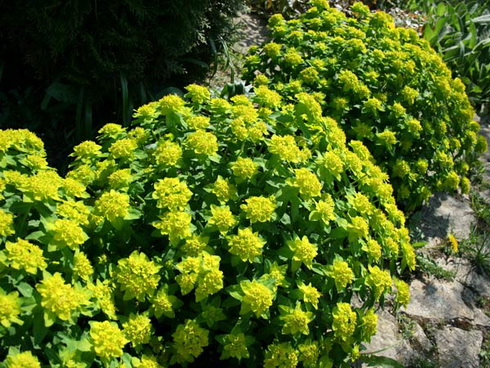 Multicoloured spurge