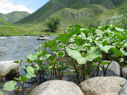 Petasites amplus