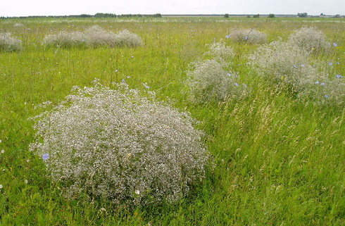 Tumbleweed