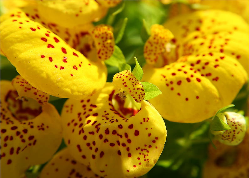 Air Drying Flowers Canna Flowers