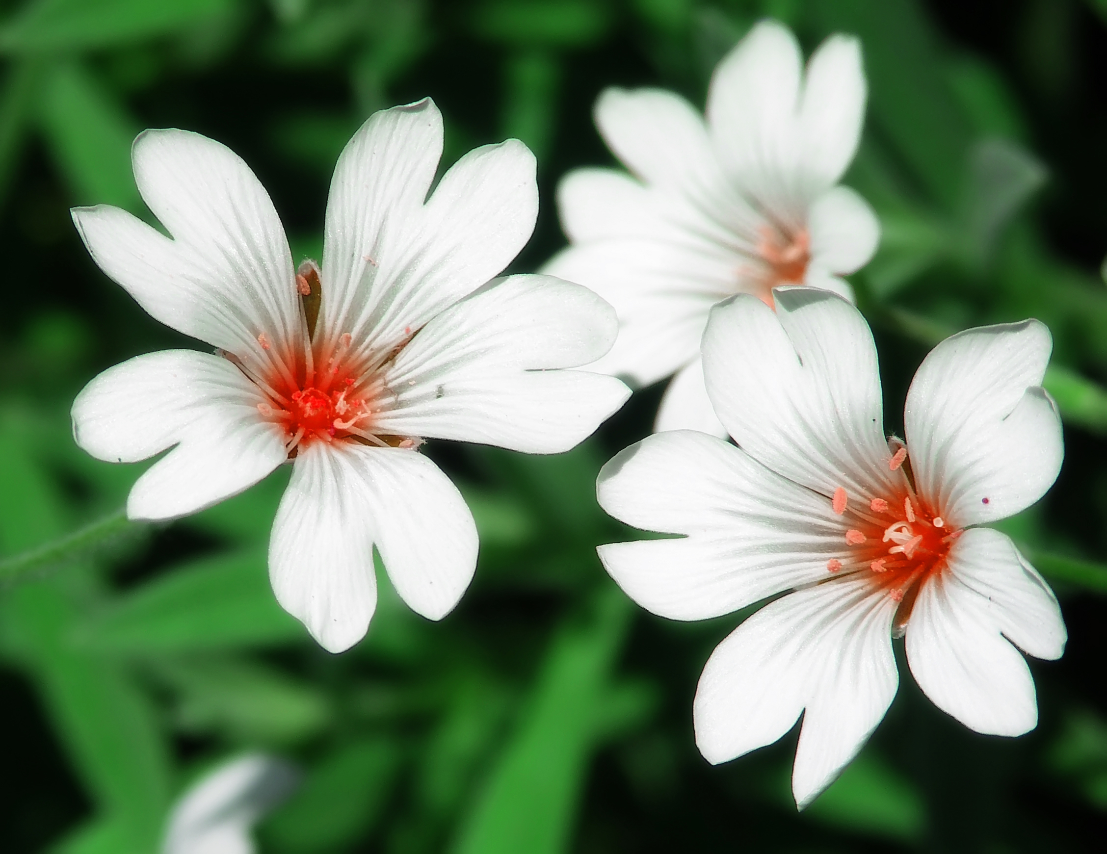 Types Of Flowers Different Kinds Of Flowers