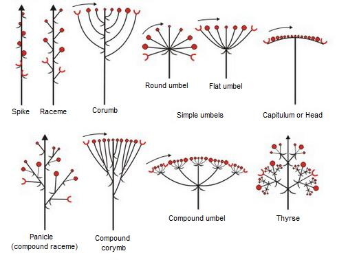 Image result for INFLORESCENCE TYPES