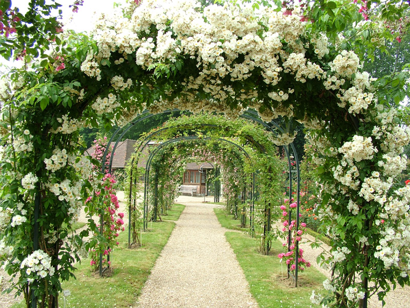 Beautiful Rose Gardens