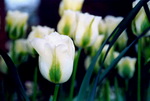 Tulips Photos